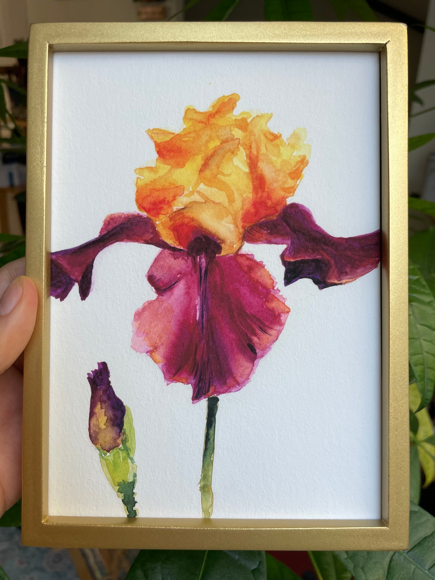 Sunset Iris: Pink
