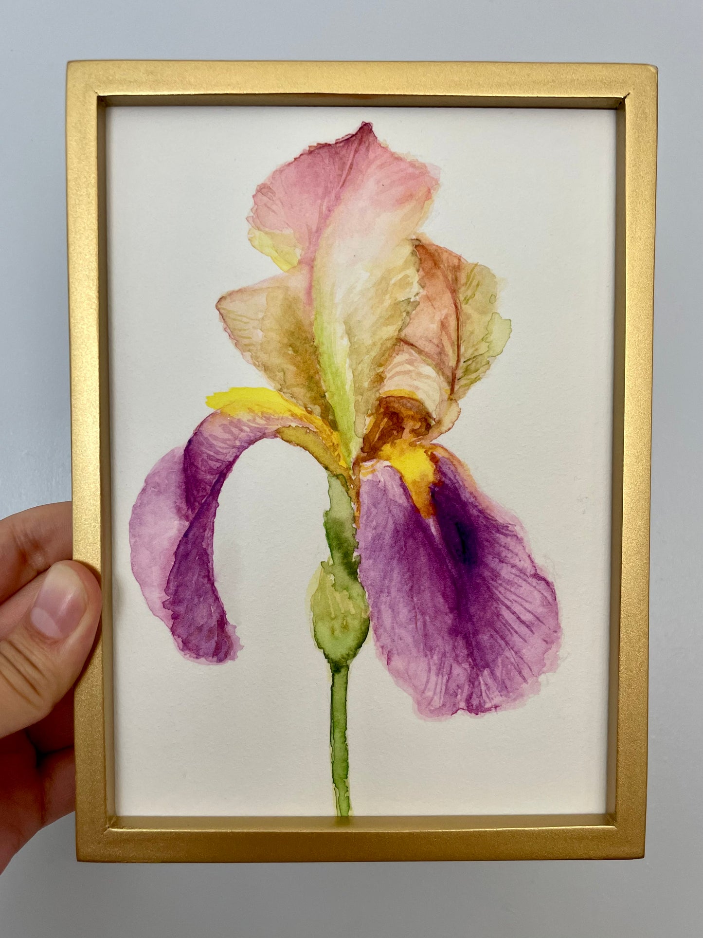 Pale Pink Iris: Pirouette