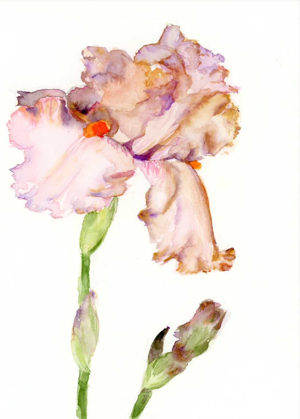 Pale Pink Iris: Take a Bow print