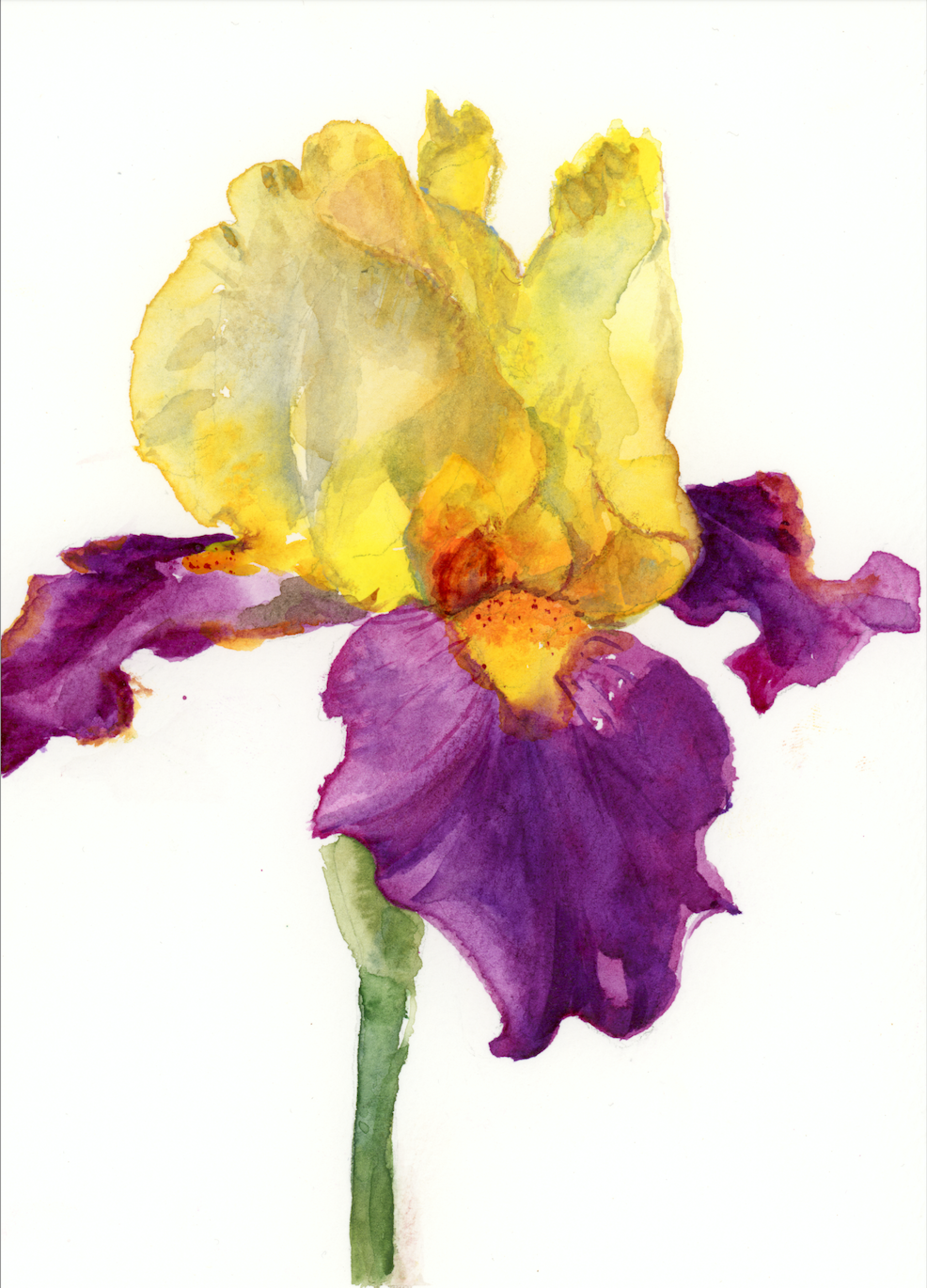 Sunset Iris: Purple print