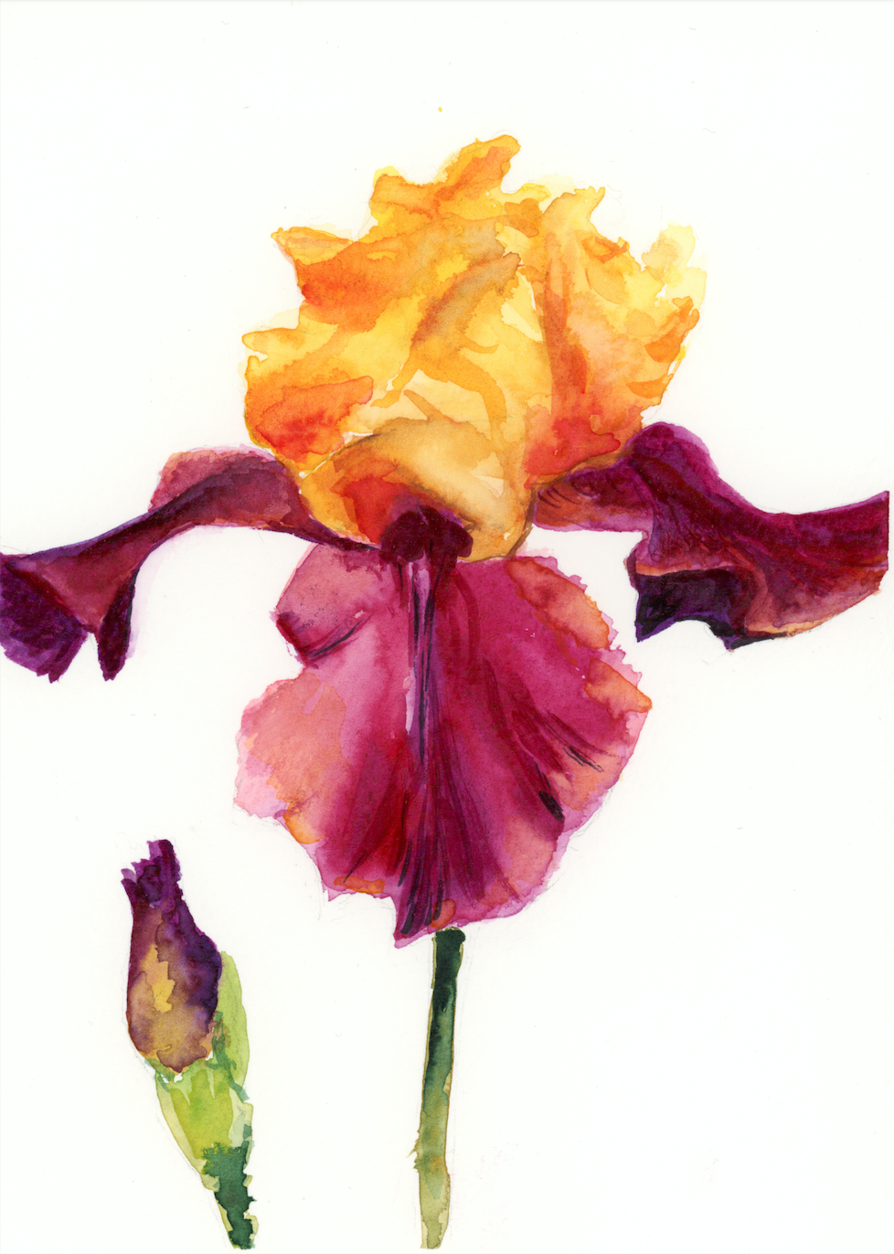 Sunset Iris: Pink