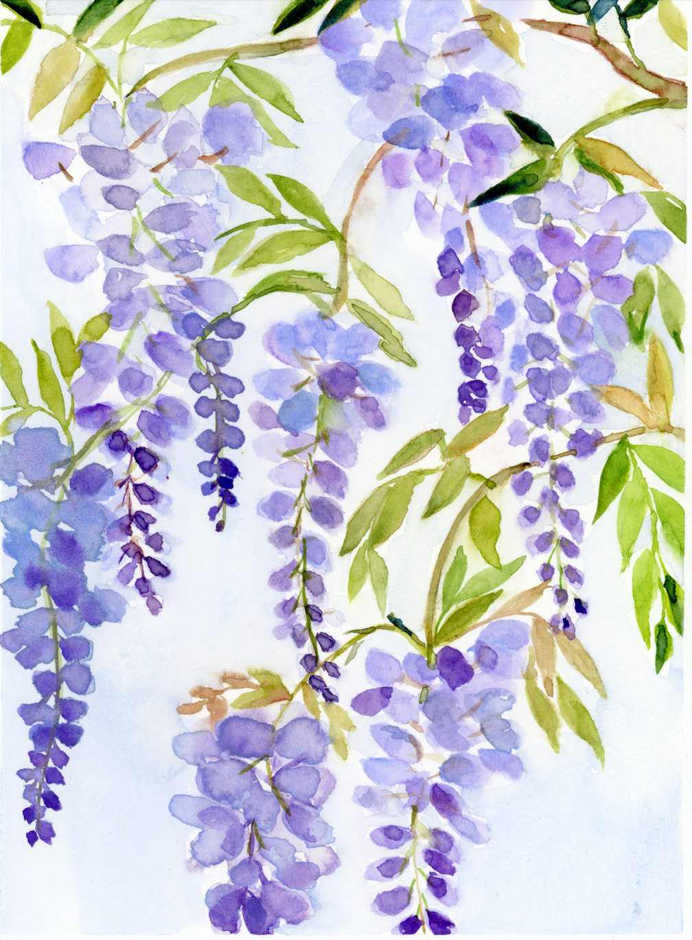 Wisteria