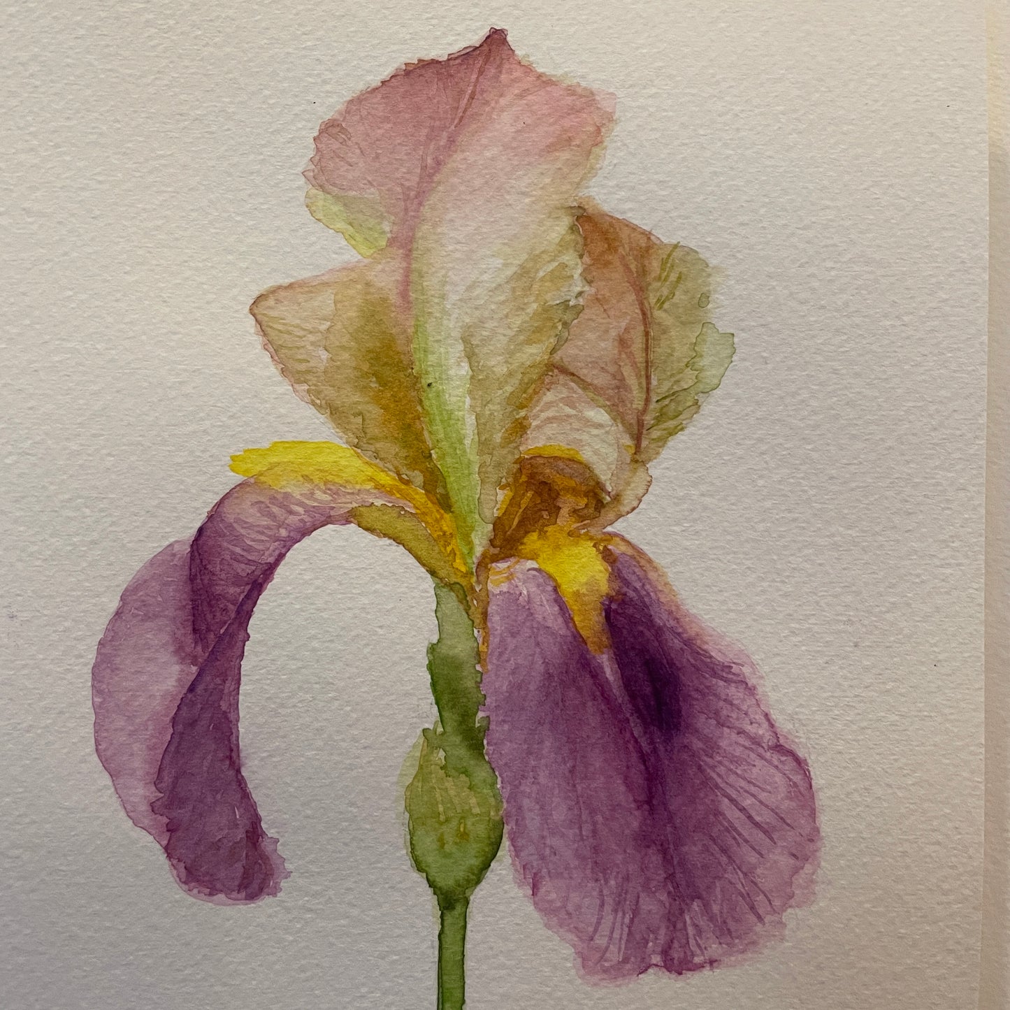 Soft Pink Iris: Pirouette