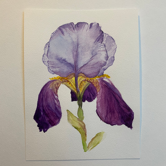 Purple Iris: Relaxing