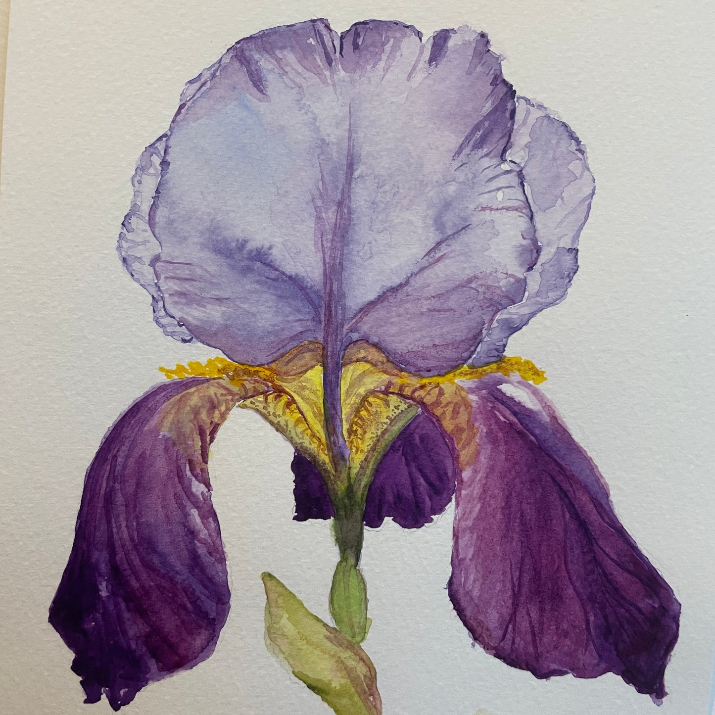 Purple Iris: Relaxing