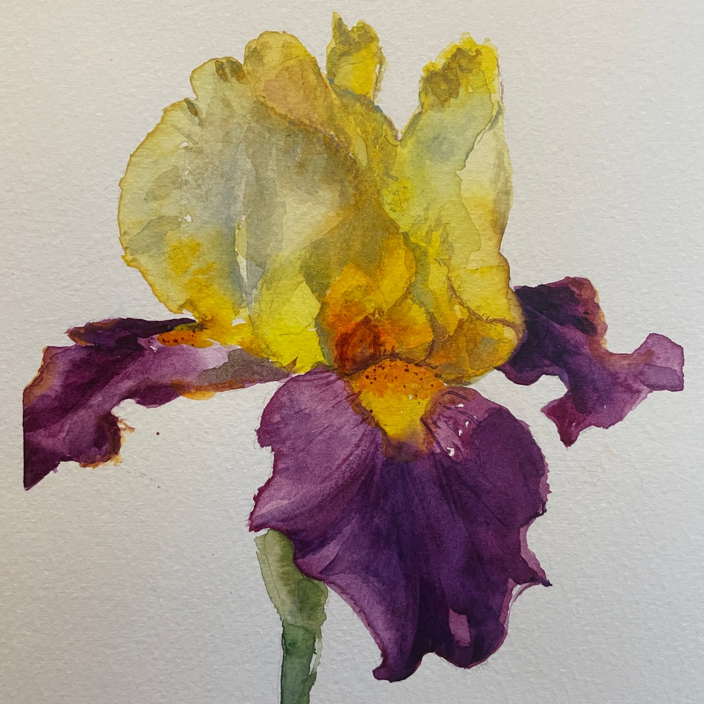 Sunset Iris: Purple