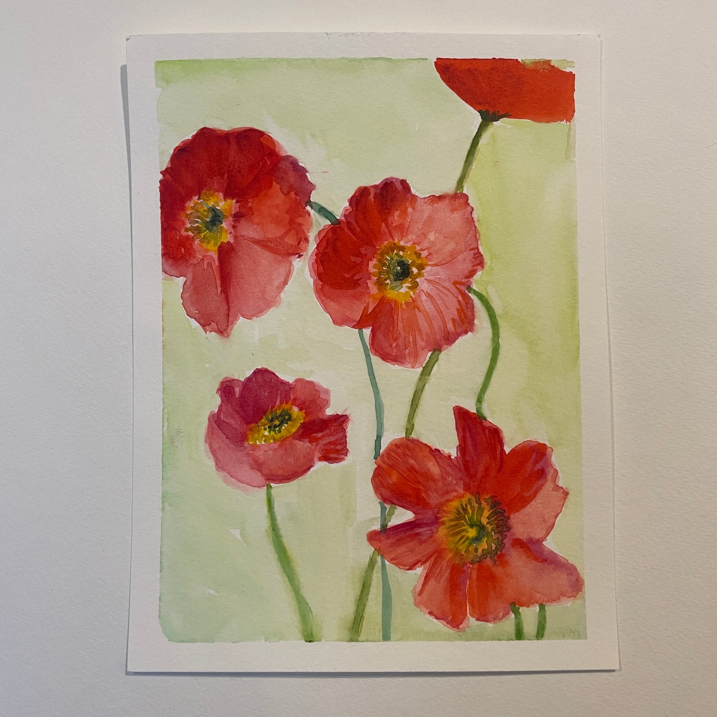 Iceland Poppies