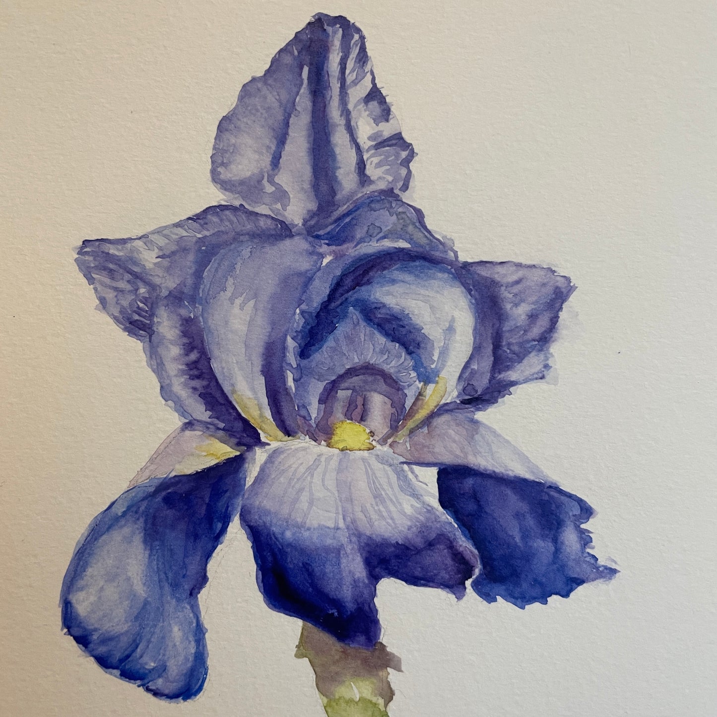 Purple Iris: Unfolding