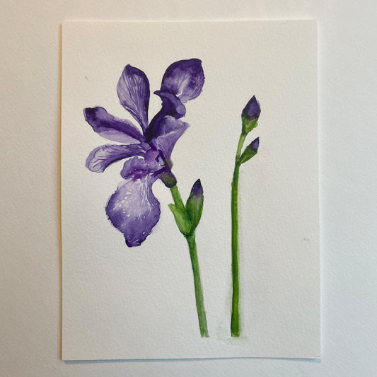 Purple Iris: Blooming