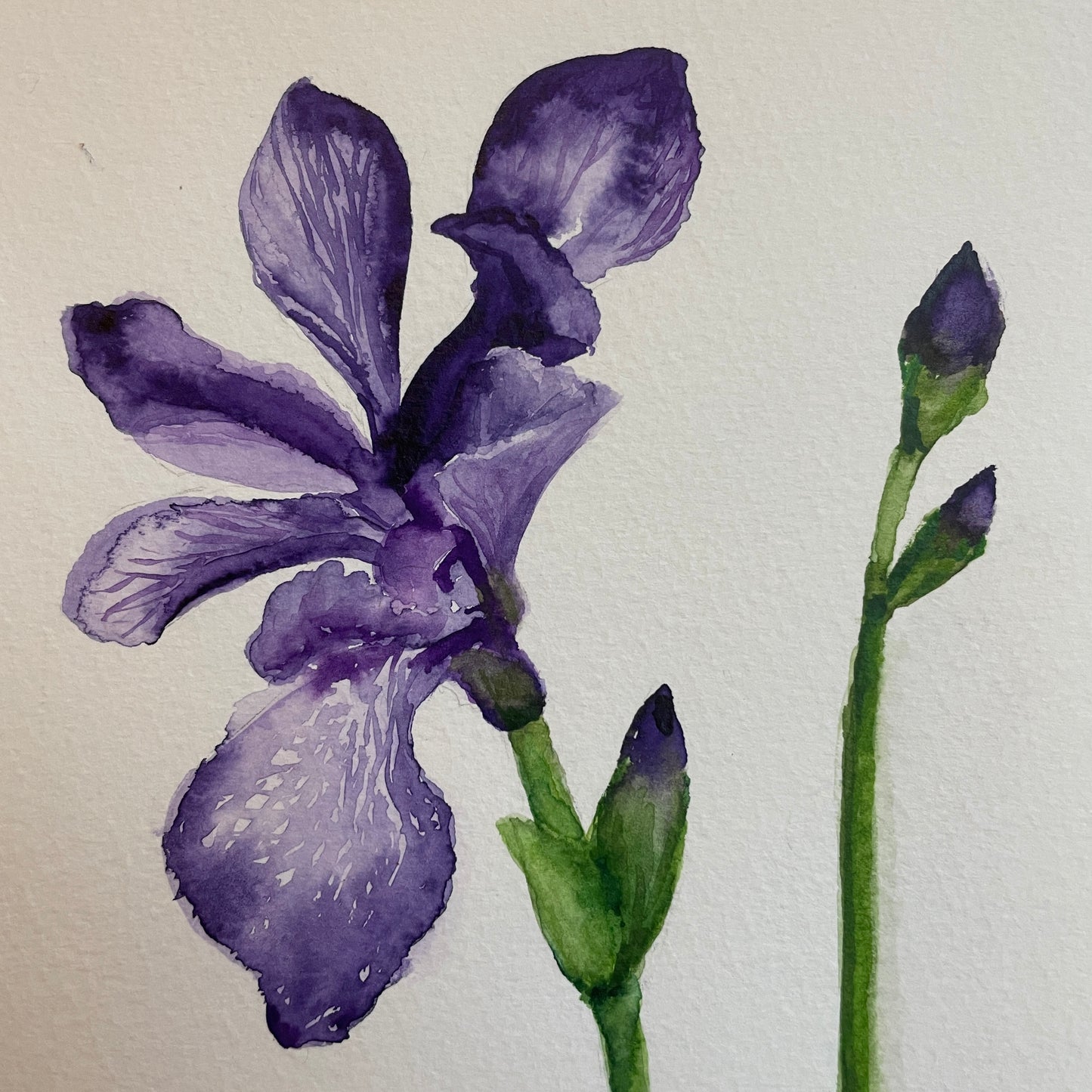 Purple Iris: Blooming