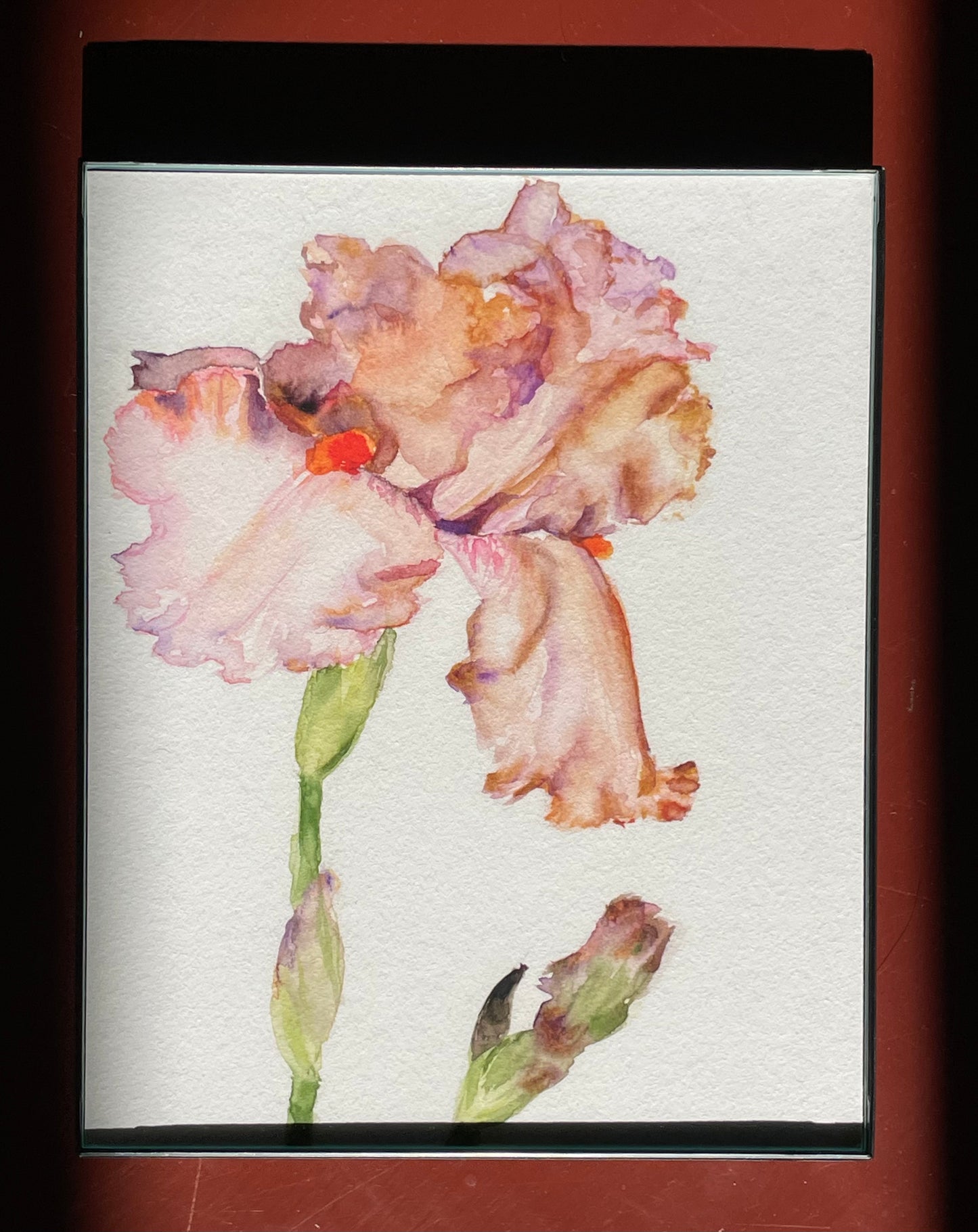 Pale Pink Iris: Take a Bow print