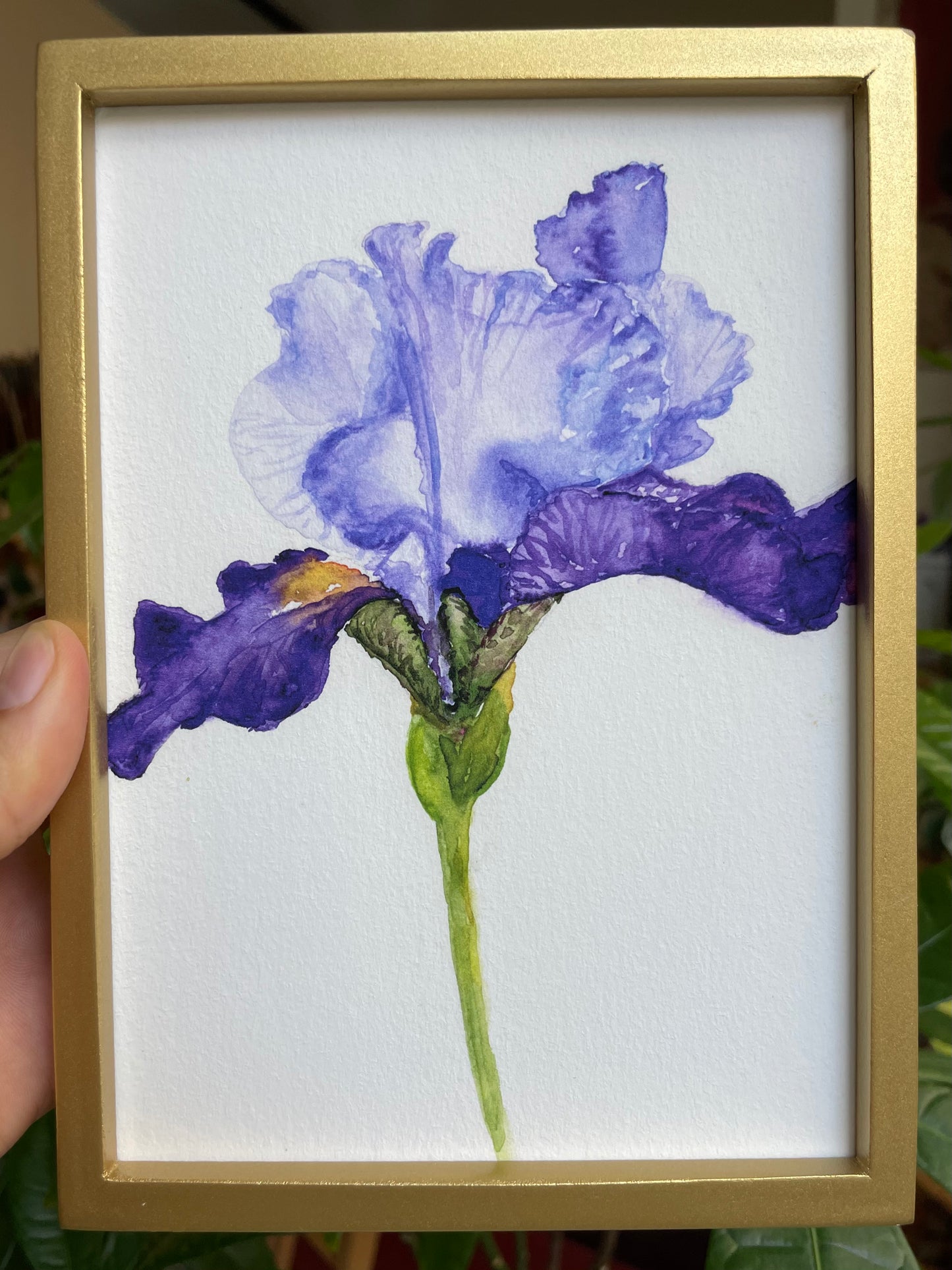 Purple Iris: Reaching print