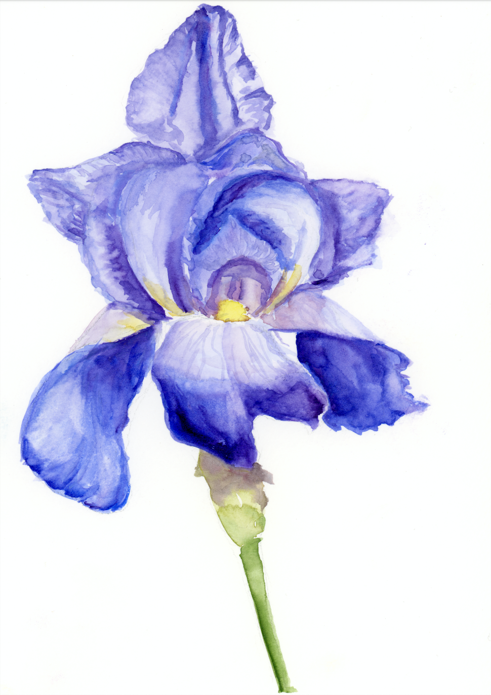 Purple Iris: Unfolding print