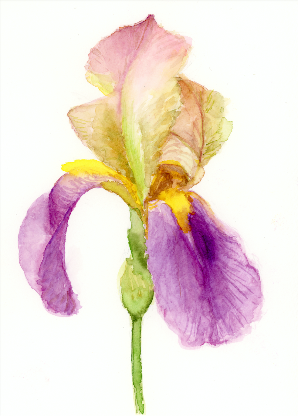 Pale Pink Iris: Pirouette