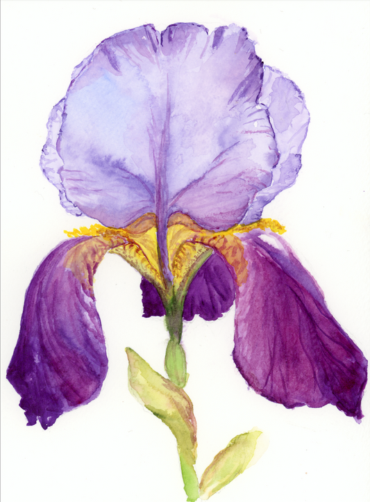 Purple Iris: Relaxing print